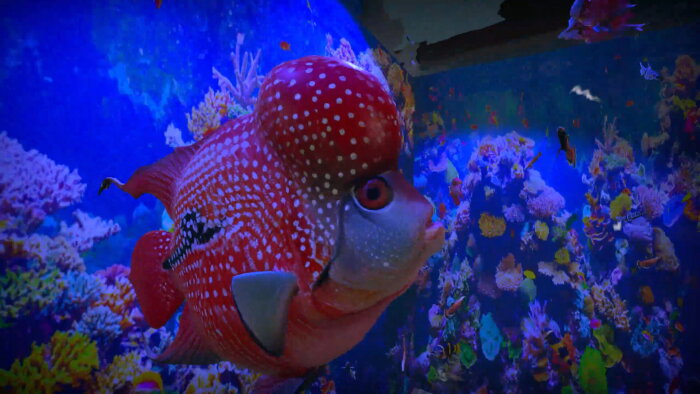 Aquarist - Asian Fish DLC Download Free