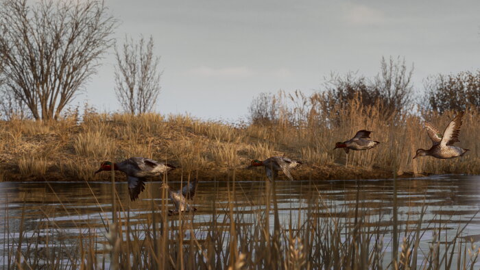 BULT: Hunting simulator Free Download Torrent