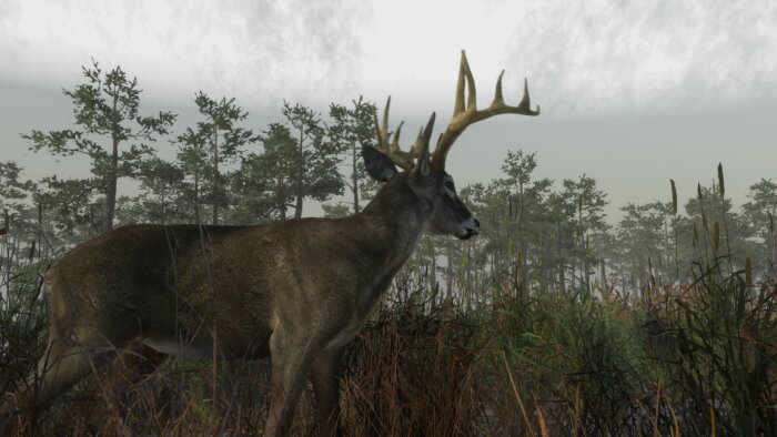 Deer Hunting Camp Download Free