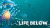 Download Life Below