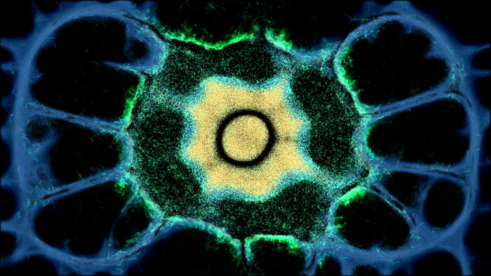 PHYSARUM: Slime Mold Simulator Download Free