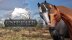Download Unbridled: That Horse Game