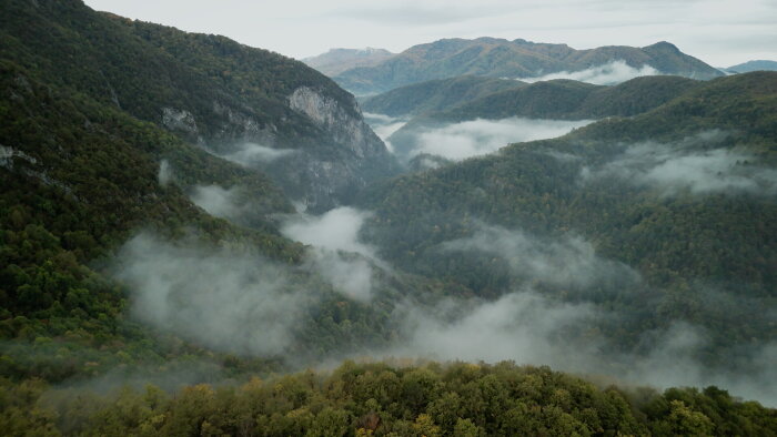 Wordless Forest PC Crack